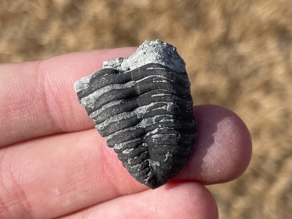 Ohio Fossil Trilobite Eldredgeops rana Devonian Age Bug