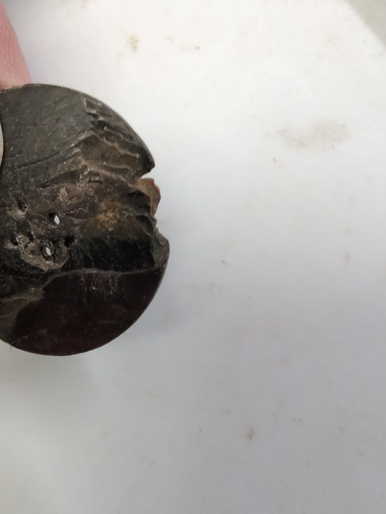(10) Ablone Shell Buttons