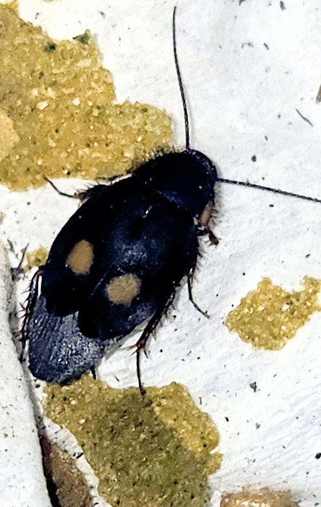 Roach Pacific Two-Spot (Euthyrrhapha pacifica) 10ct MIX SIZE FREE SHIPPING