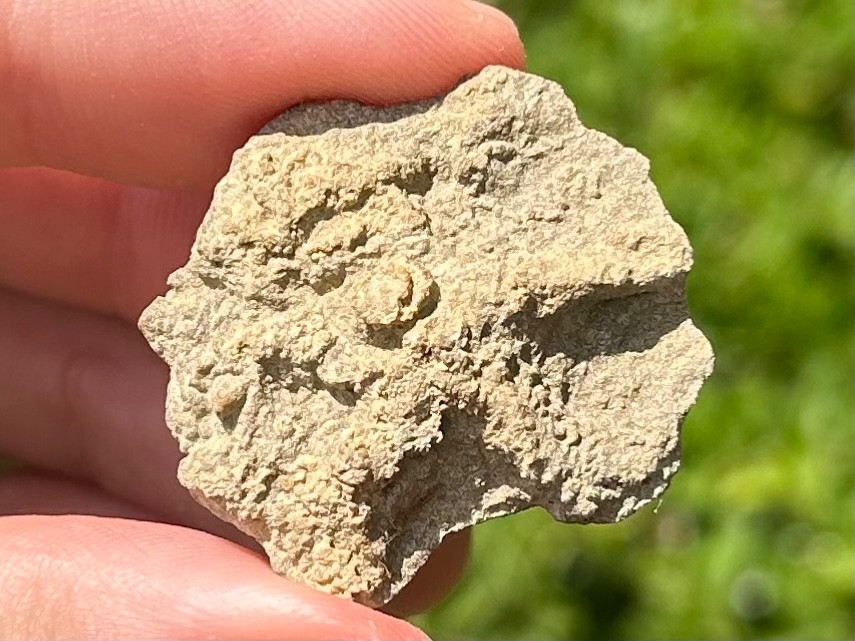 Alabama Fossil Starfish Cast Mississippian Age Bangor Limestone Formation