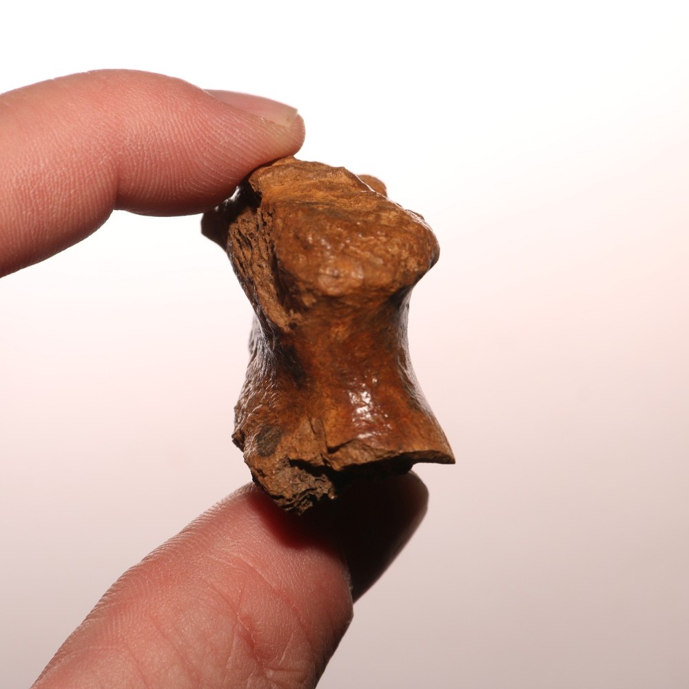 Dinosaur Process / Skull Connection Fossil - Hell Creek Formation - Cretaceous