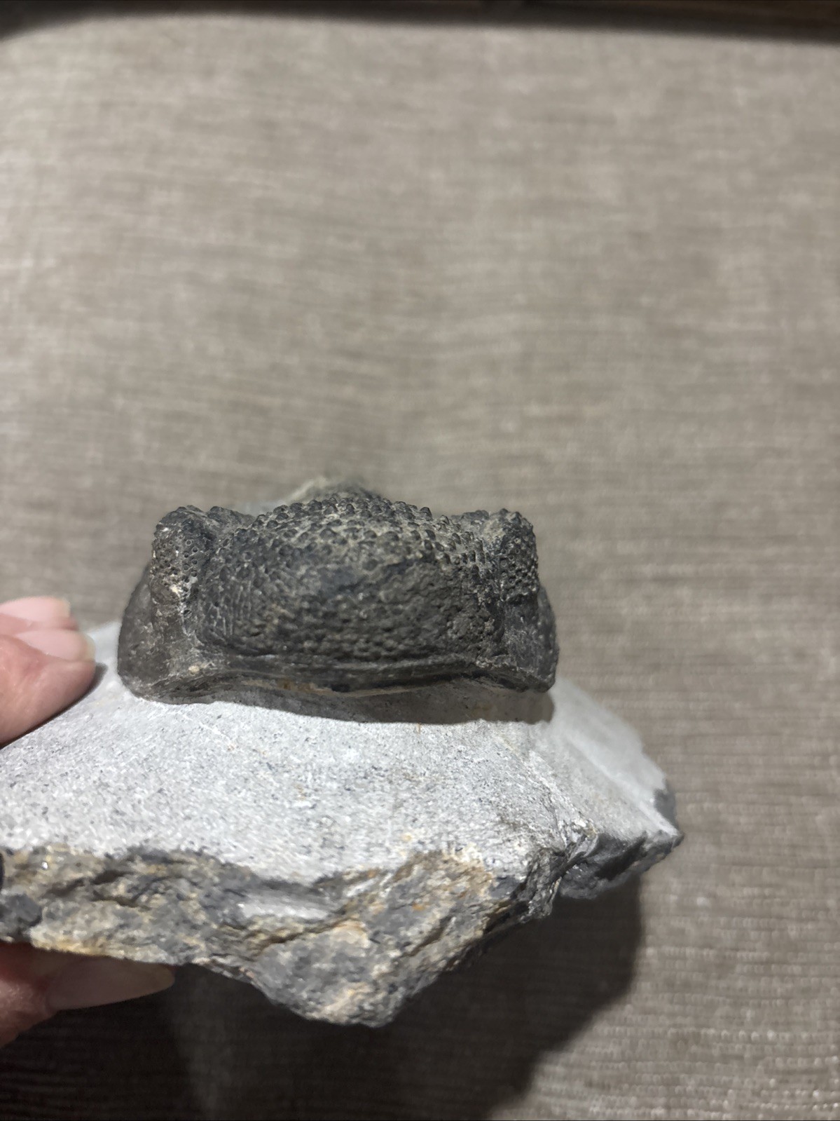 Very Nice 5 1/4 Inches Drotops Laid Out Nice Pretty Piece Devonian