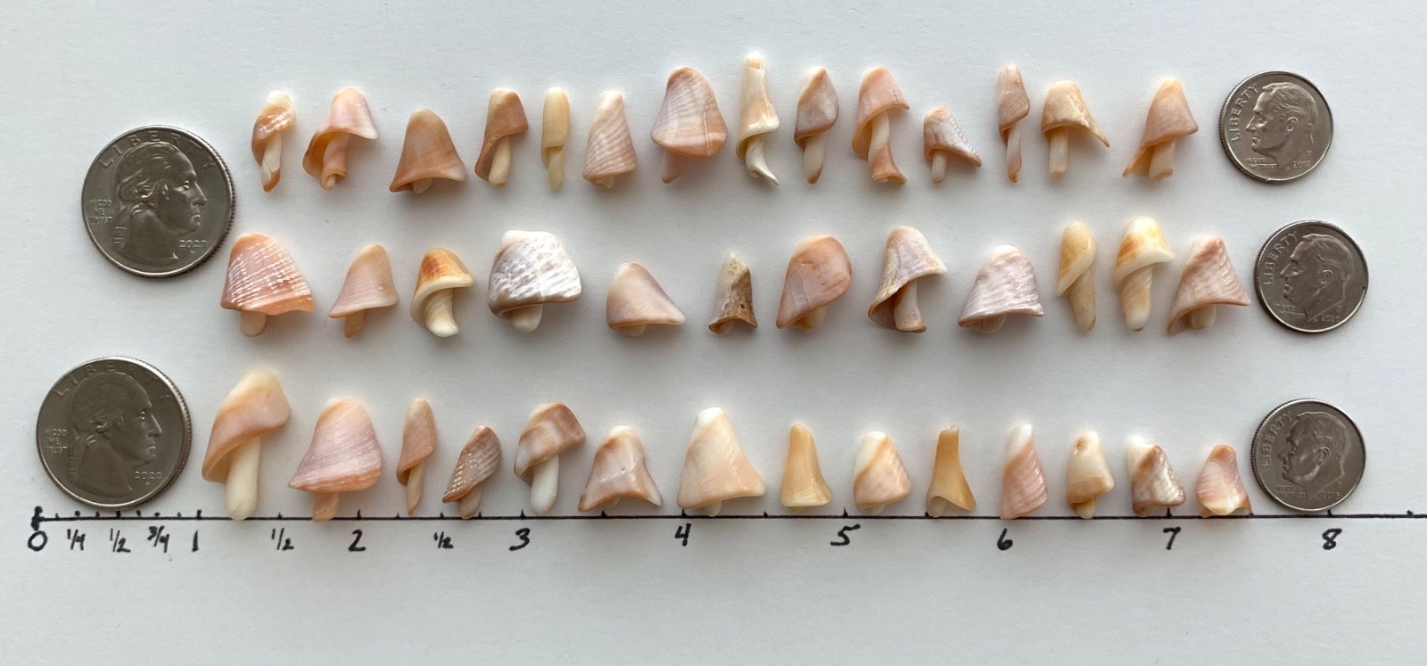 40 Mushroom Shell Beach Seashells Tree Natural Shaped Fragment Craft Dollhouse B