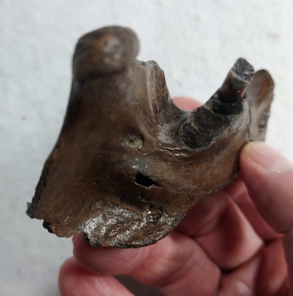 Ice Age Beaver Mandible (Jaw) Bone Fossil
