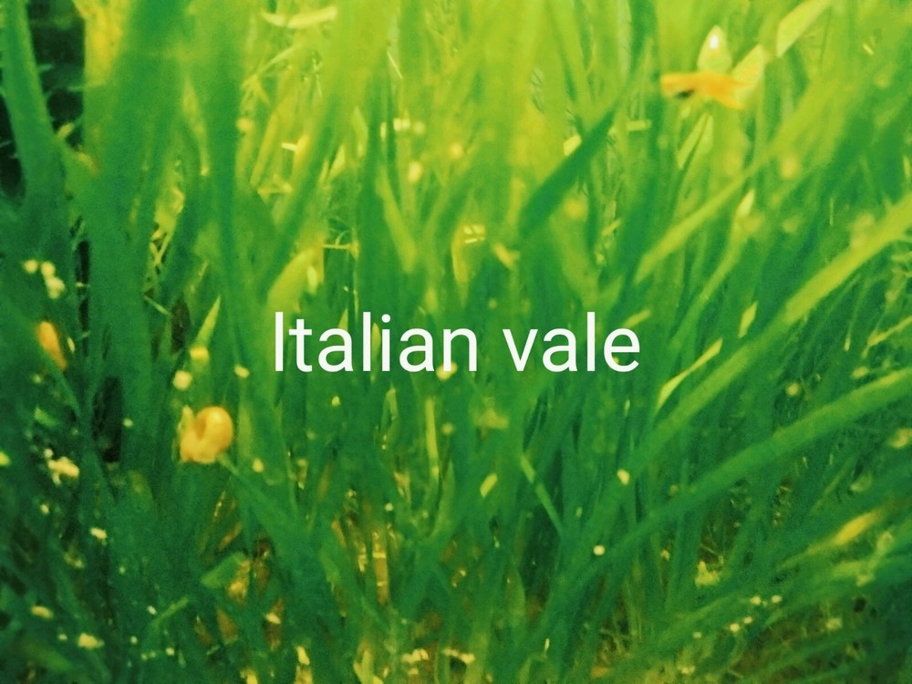 ITALIAN VALE