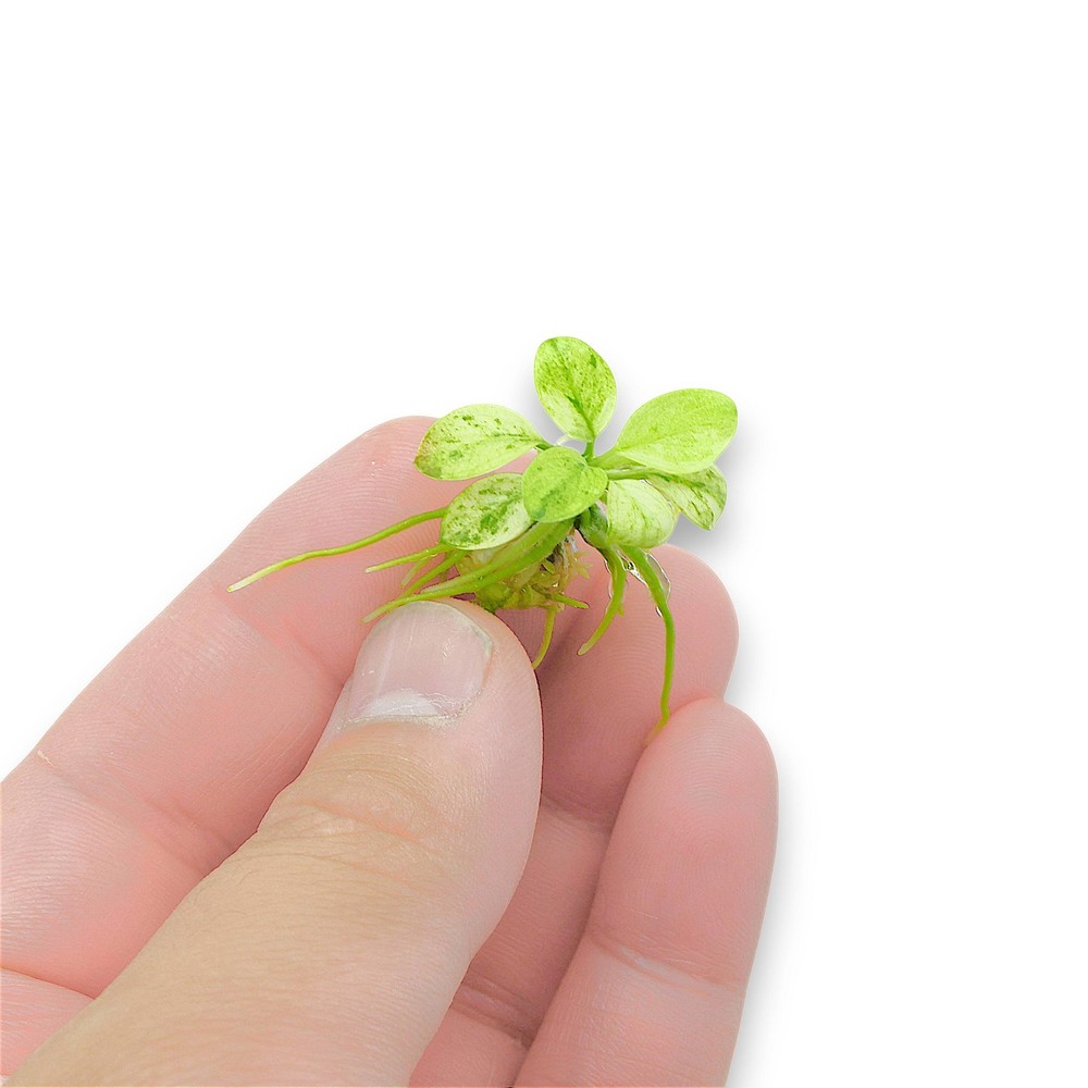 Anubias Petite White Marble