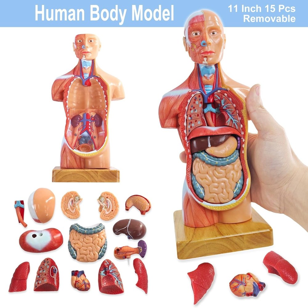 4-Piece Human Anatomy Model Set – Includes Human Torso, Skeleton, Heart