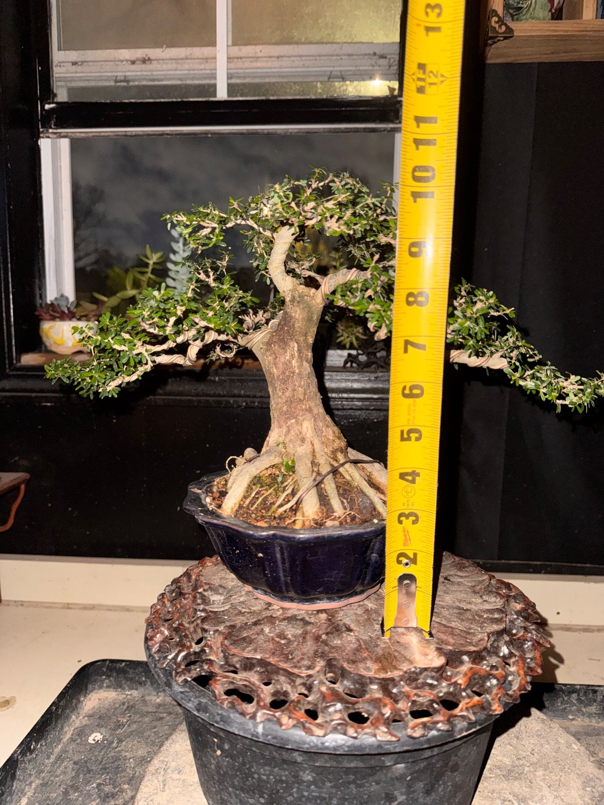 Desmodium, Vietnamese Blue Bell. Flowers Bonsai, Fragrant.