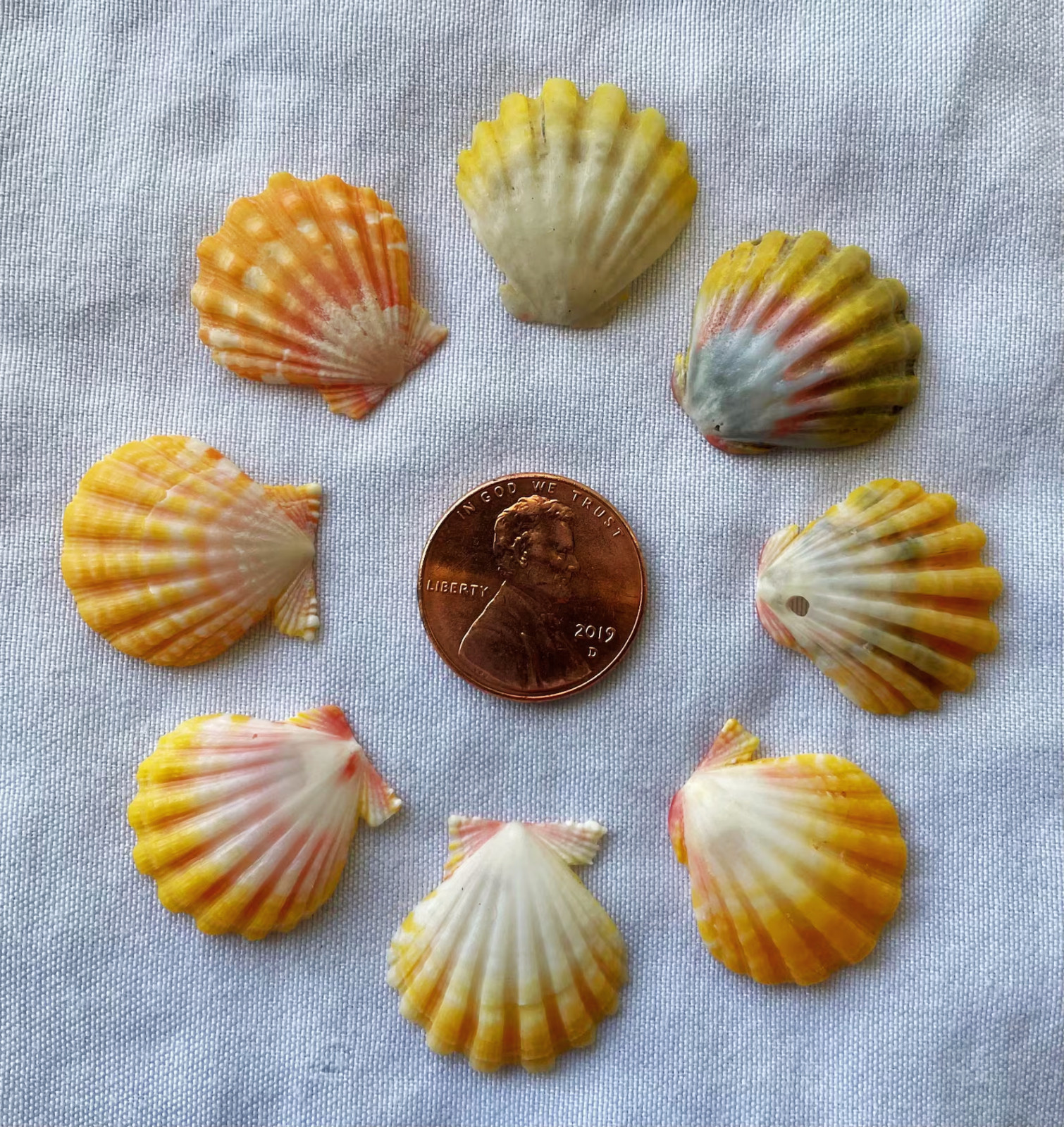 Small Hawaiian Sunrise Shell | Penny-Size | Reds, Yellows, Oranges | Choose