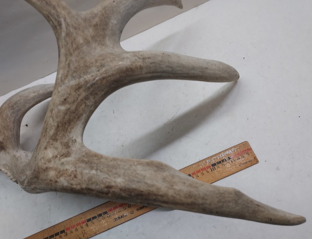 Shed Non Typical Whitetail Deer Single Antler
