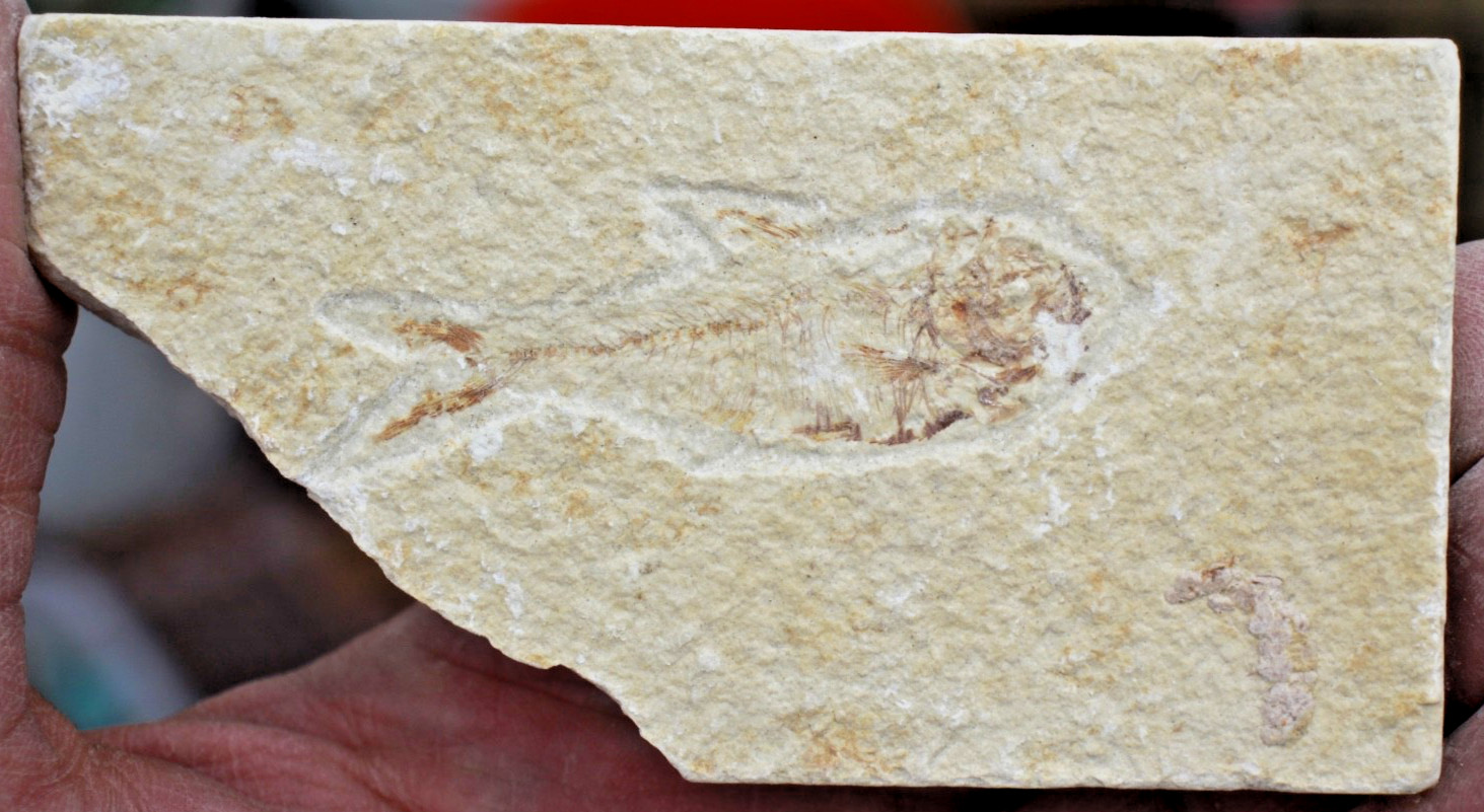 5 Baby Fossil Fish #27 • Knightia & Diplomystus • Ave. Length 2.25" - 2.5"