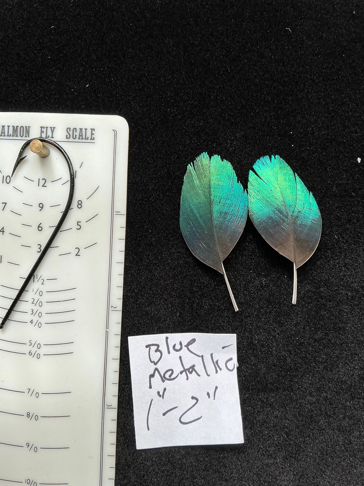 Monal Impeyan Pheasant feathers