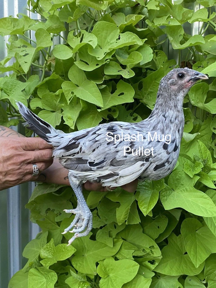 1 Hatching EGGs EGGs