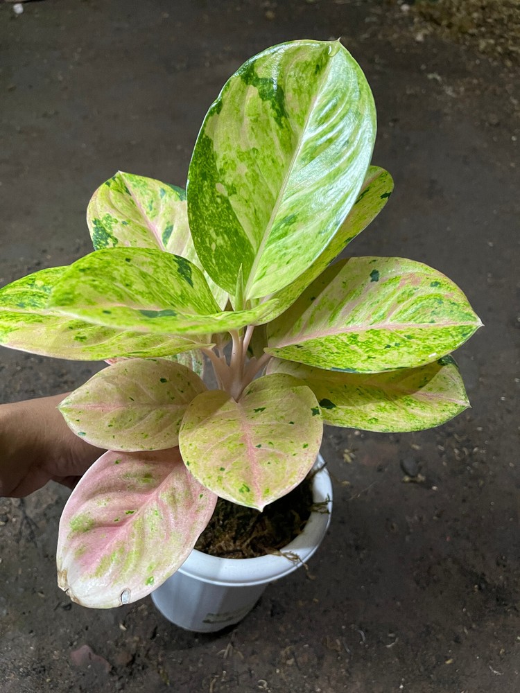 Aglonema Emerald with Phytosanitary Certificate / DHL Express