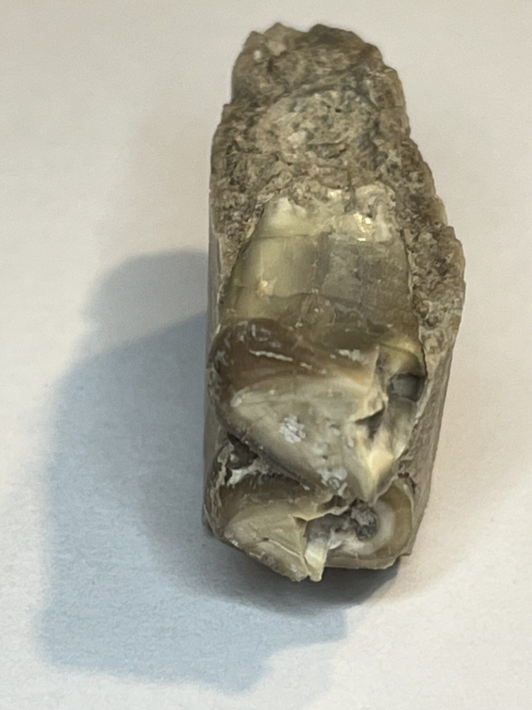 Oriodant Teeth In Jaw Bone #4