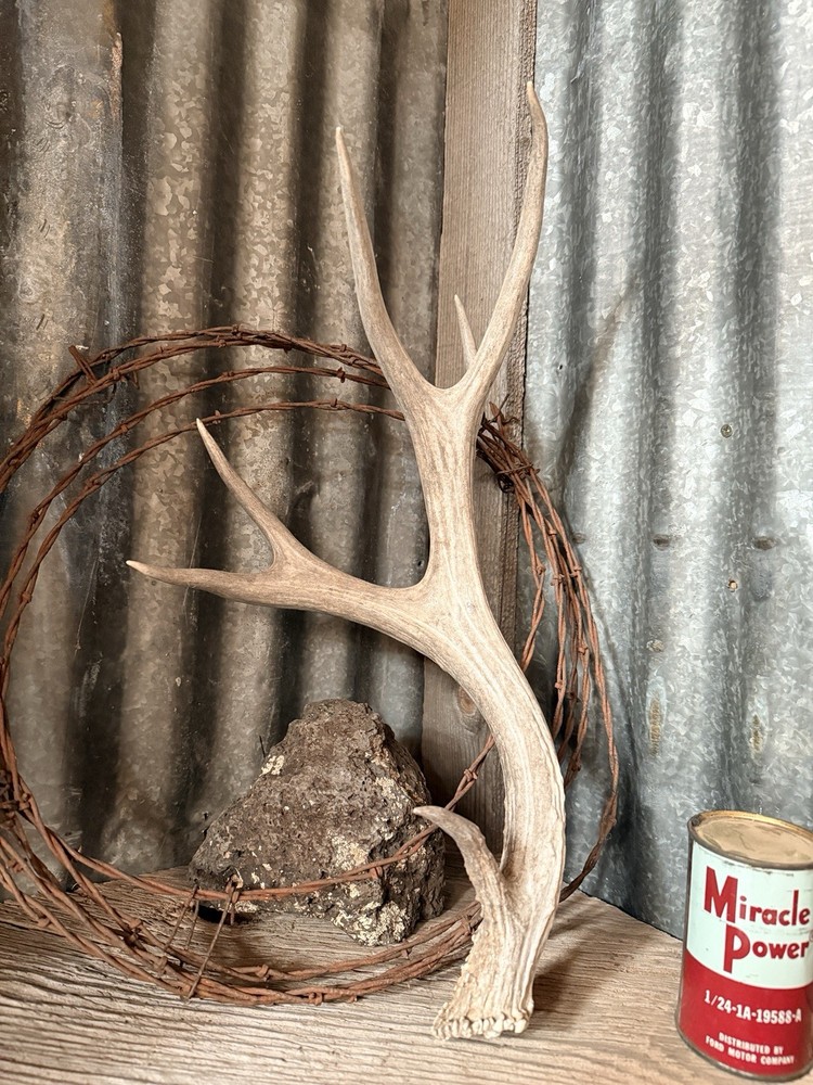 Mule Deer Shed ~ Deer Antler ~ Decor
