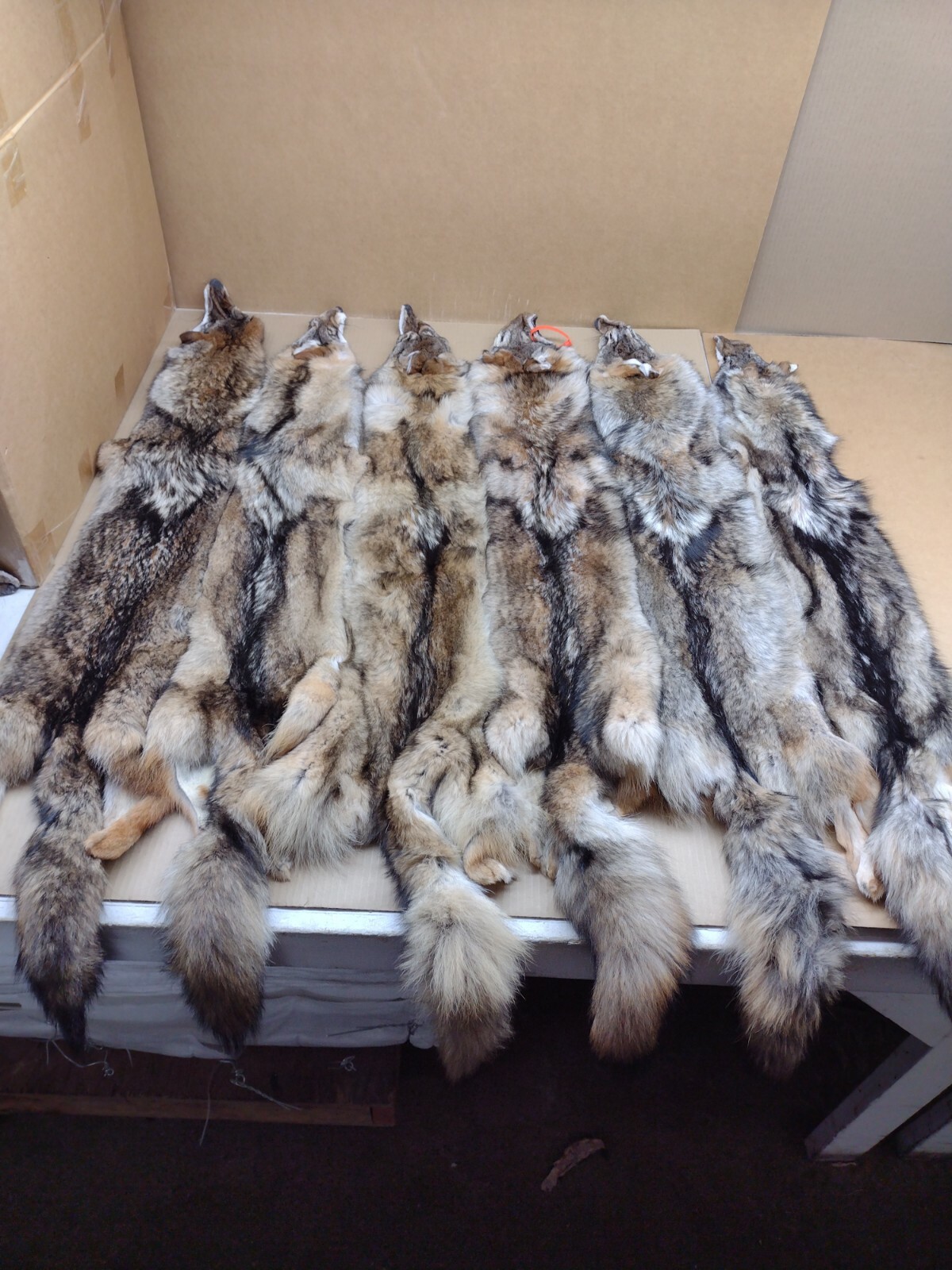 Tanned Eastern XXL Semi-Hvy Coyote Hide #1 Full Tail Grade/Furs/Taxidermy/Crafts