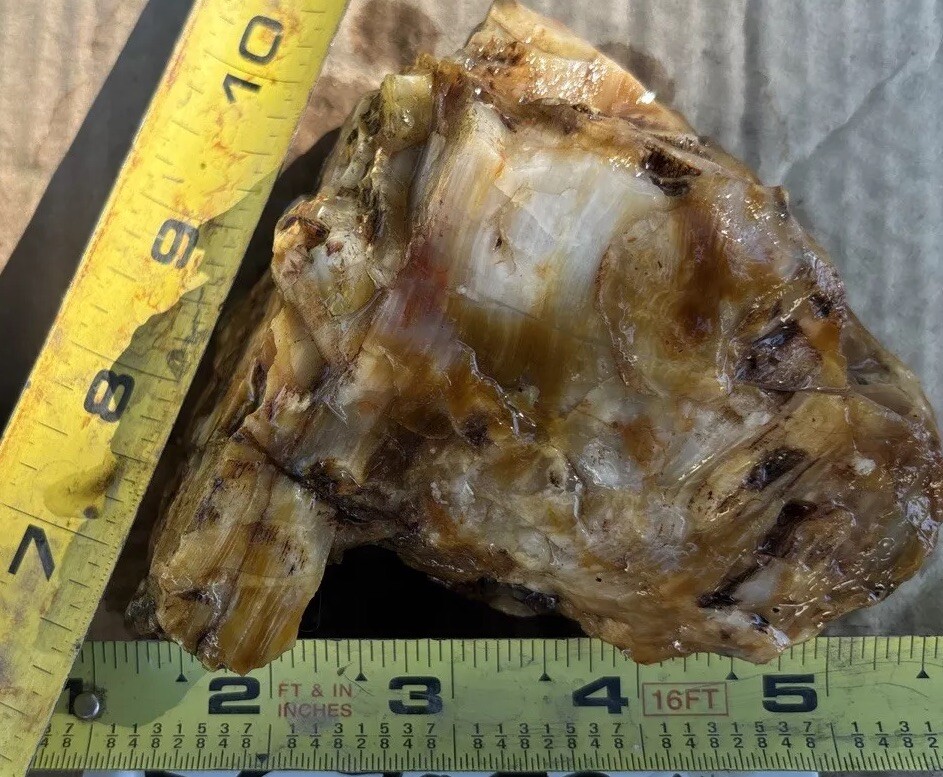 Silver Creek Junction petrified wood