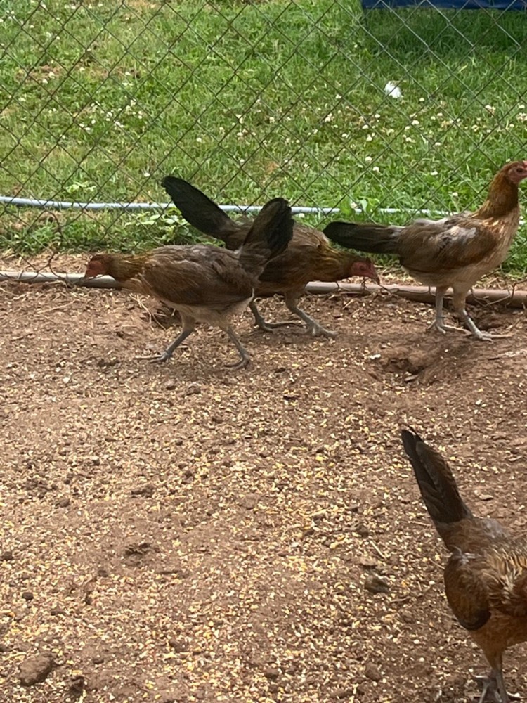 "(9+) LC Pure Spangled Mc American Chicken Hatching Eggs"