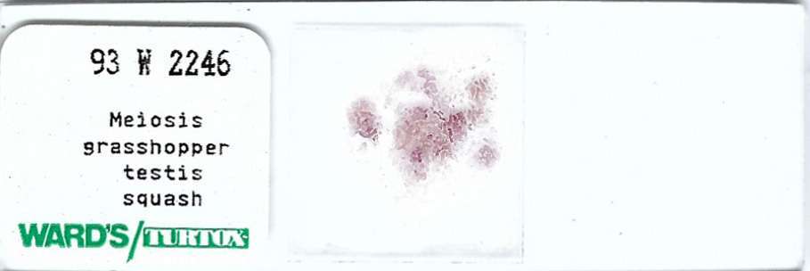 Meiosis Grasshopper Testis Squash Microscope Slide