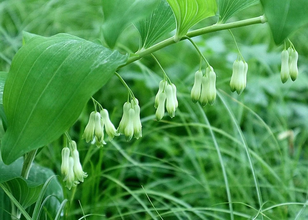 Solomon's Seals Bare-root