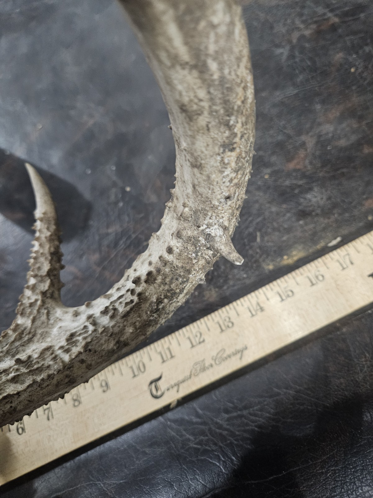 Wild 10 Point Whitetail Deer Antler Rack Horn European Skull Mount Man Cave 155"