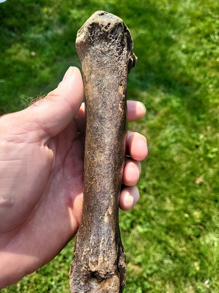 Bison metacarpal Historic bison foot bone