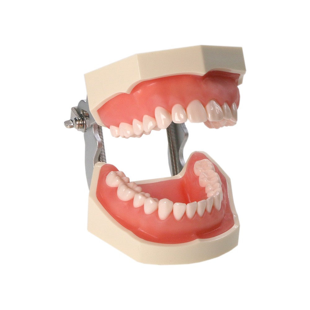 Dental Multiple Types Teaching Teeth Model Typodont Ortho Implant Practice Demo