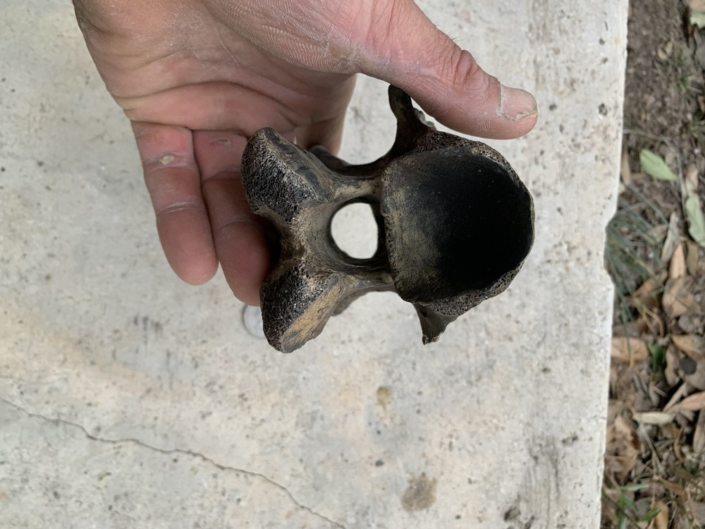 fossilized bison Bone