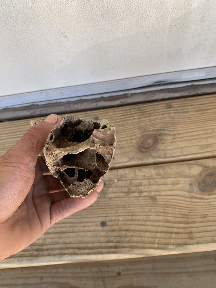 Fossilized bison horn