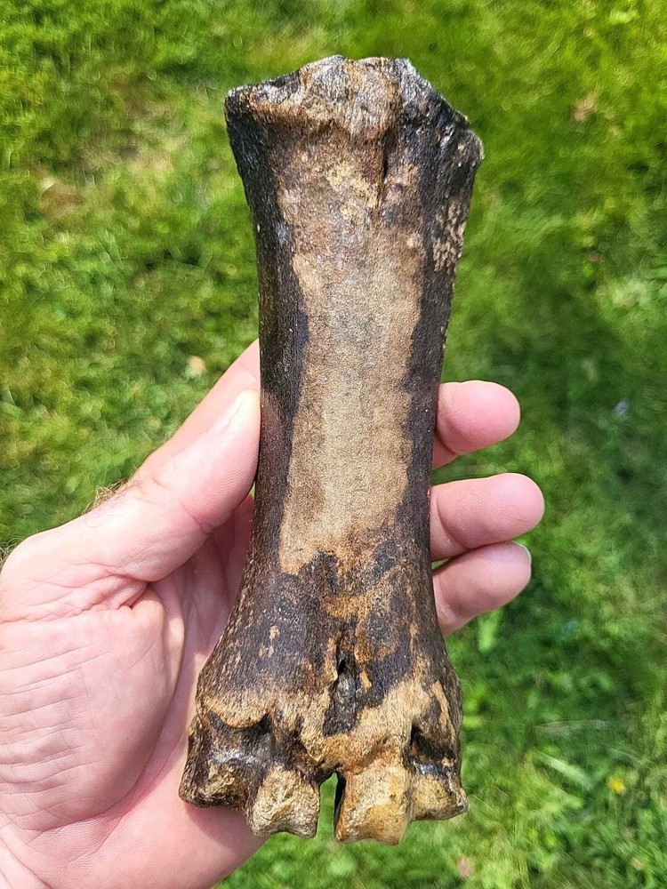 Bison metacarpal Historic bison foot bone