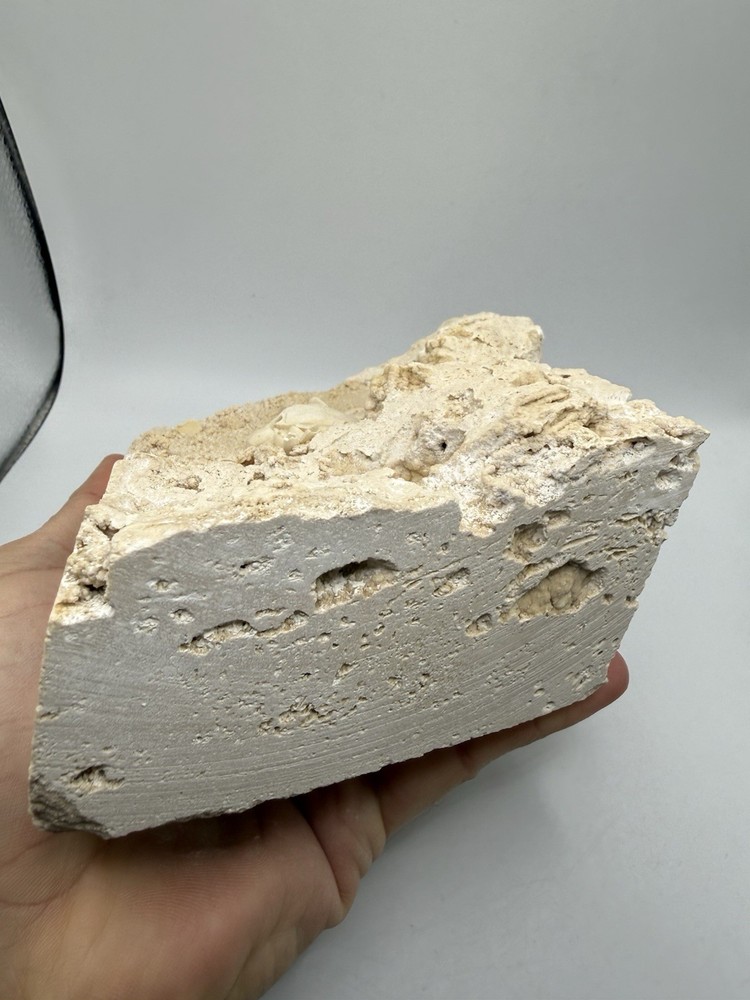 Authentic Potamon Fossil Crab Collection