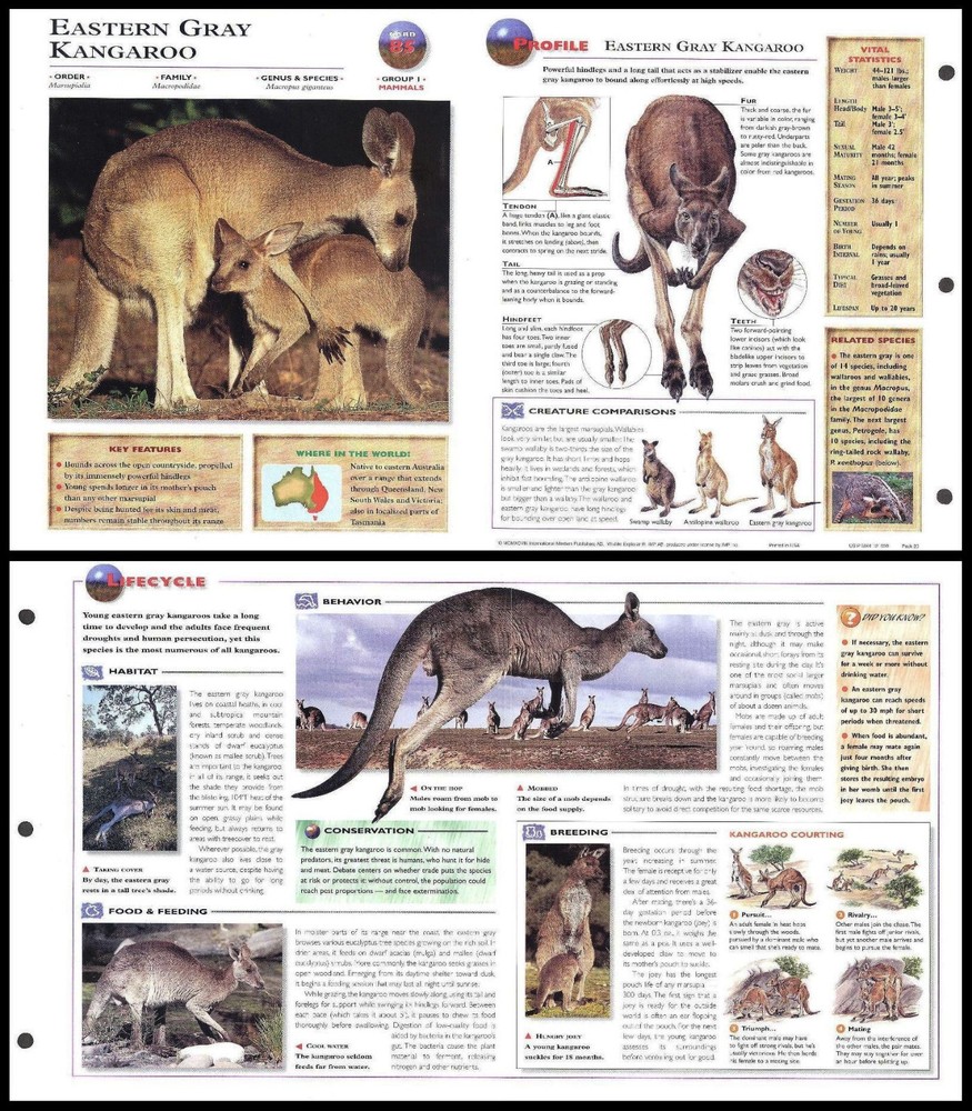 Fold-Out Sheet - Eastern Gray Kangaroo - 85