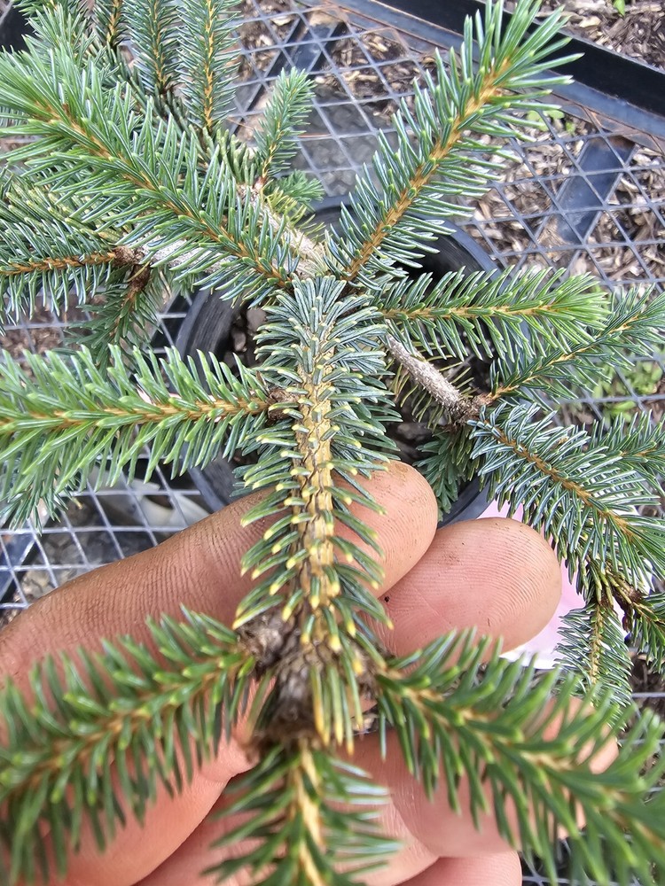 Picea Bicolor 'Prostata