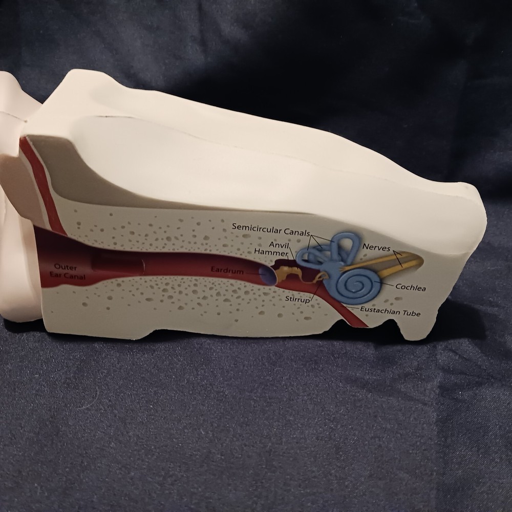Human Ear Anatomy Model 2 piece