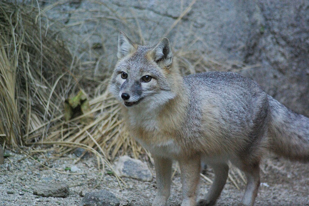 Swift Fox Taxidermy Reference Photo Cd