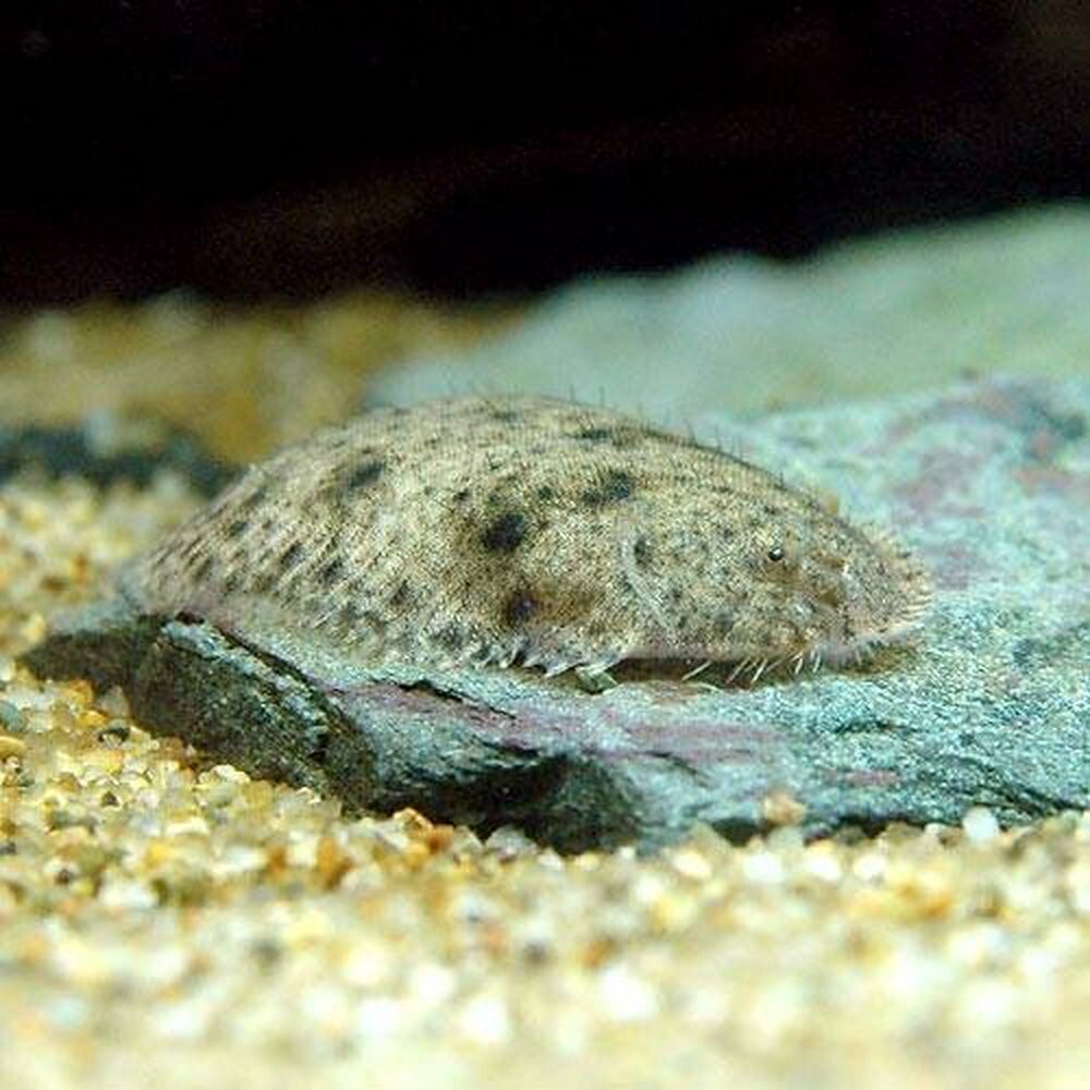Pack 5 Freshwater Flounder 1 Inch (Achirus fasciatus) Live Fish FREE SHIPPING