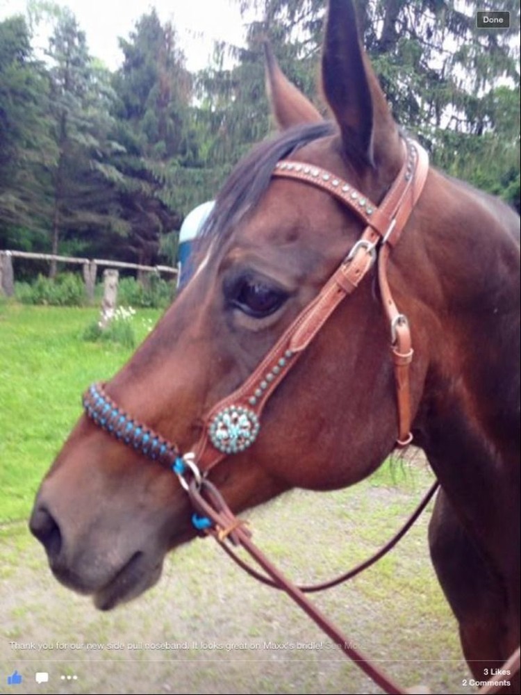 side pull hackamore attachment with a whoa neon green and brown...mini to draft