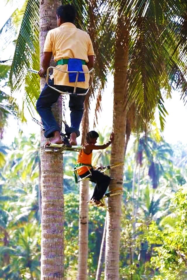 EASY COCONUT TREE Climbing MACHINE TOOL with 100% SAFETY and HIGH QUALITY Quick