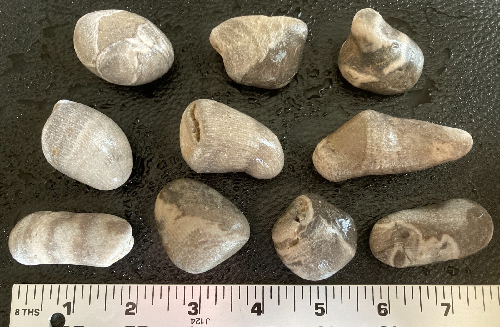 10pc Michigan Horn Coral Fossils (Rugosa) - Natural Devonian Fossils 12oz