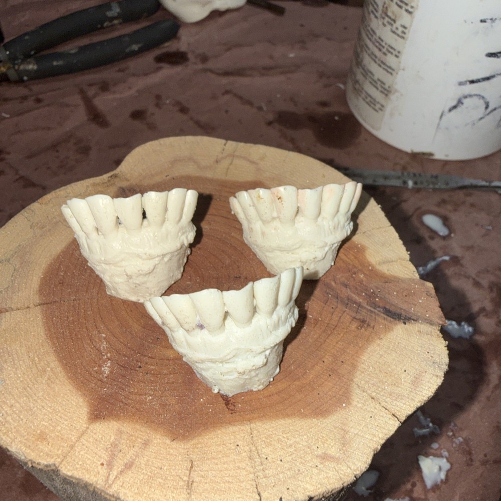 MULE DEER BUCK CAST TEETH EXCEPTIONAL QUALITY