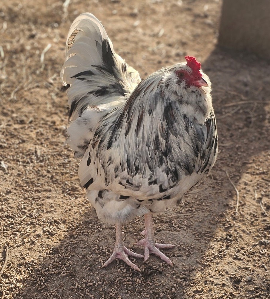 6 Ameracauna Fertile Hatching Eggs