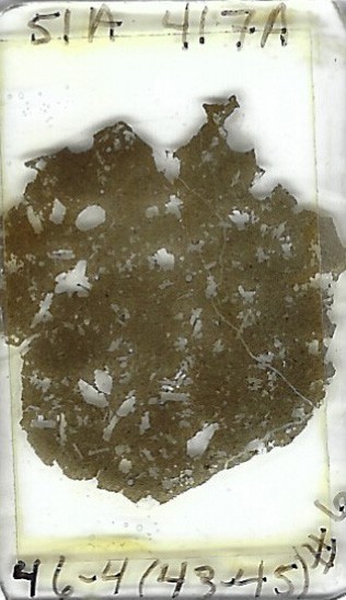 Thin-section Mount from DSDP Hole 417A Petrographic Microscope Slide 417A-46-4