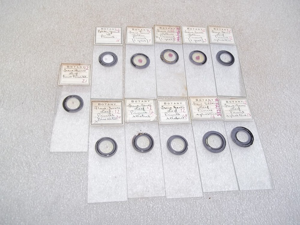 Vintage Glass Microscope Slides -