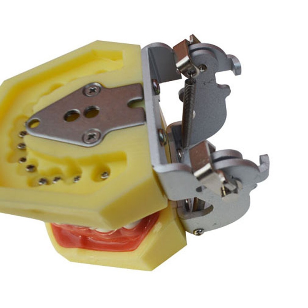 Teeth Model Detachable Dental Practice Teaching Model Simulation Tooth Model