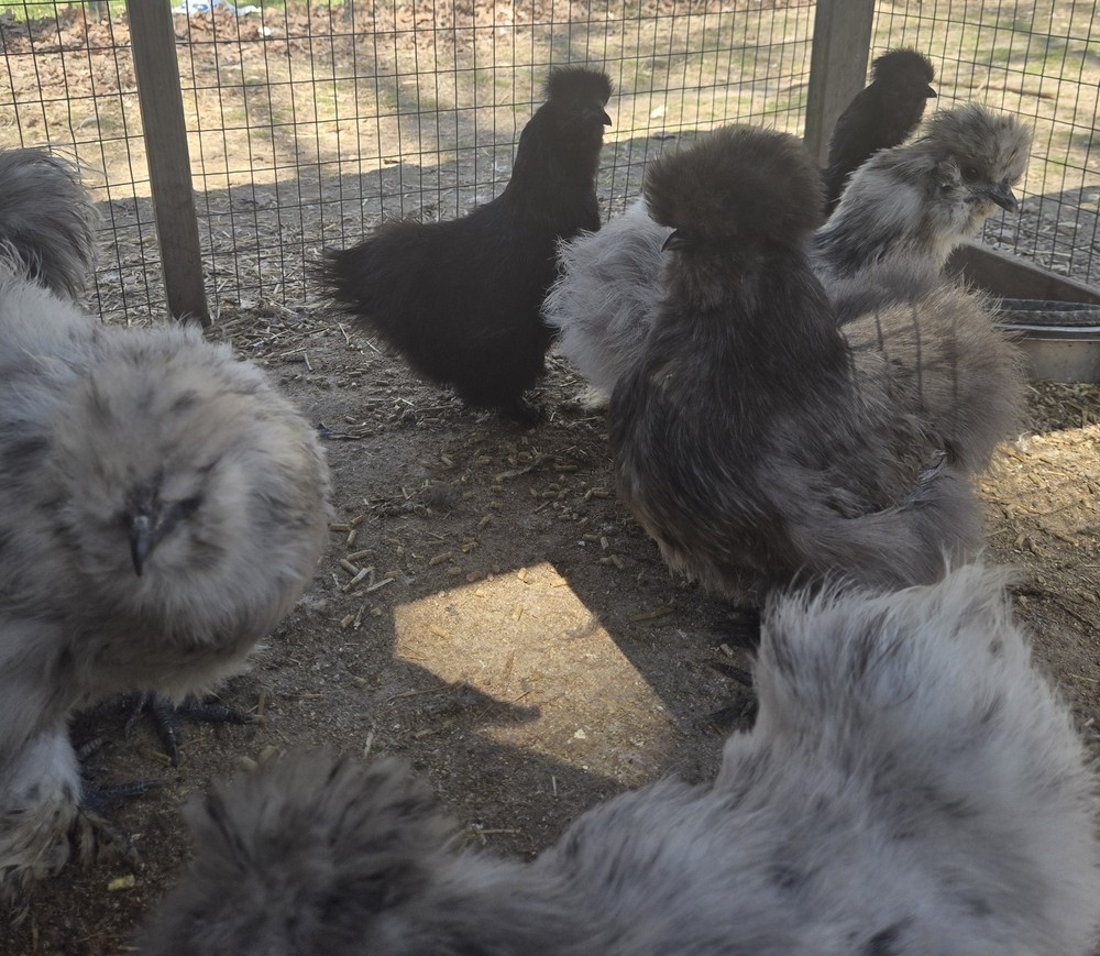 Silkie fertile hatching eggs. Multiple colors. 10 eggs!
