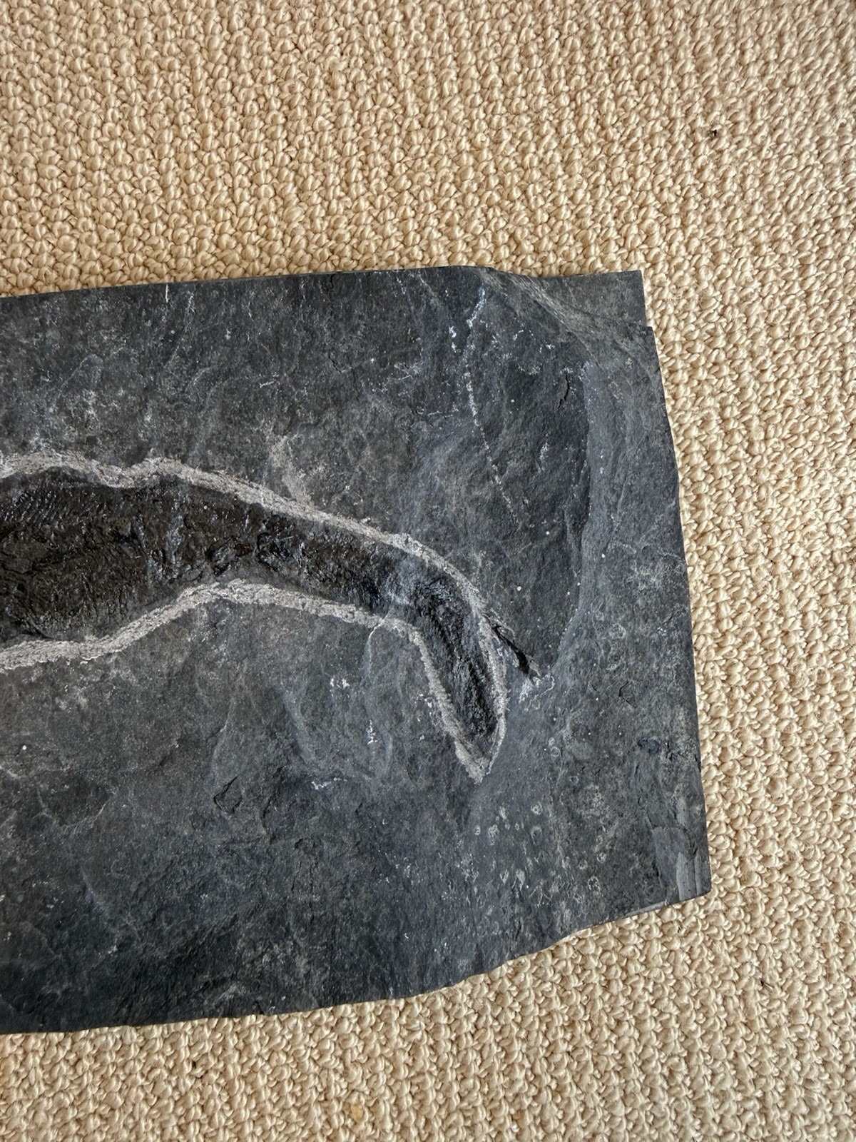 Coccosteus Placoderm Devonian Fossil