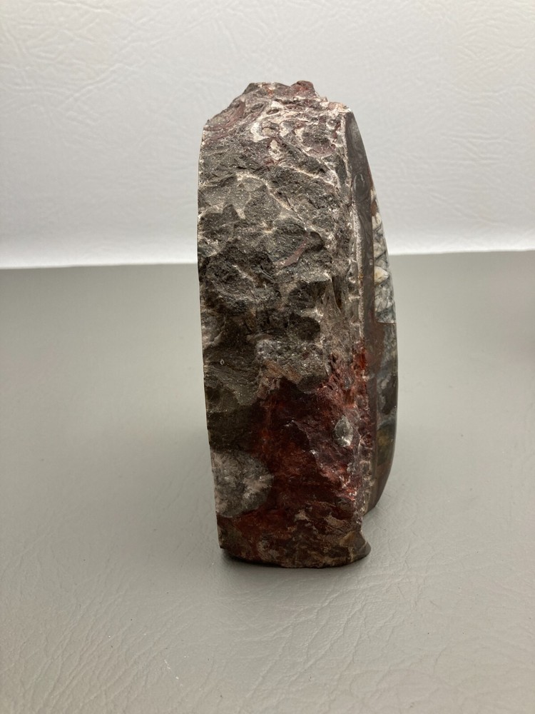 Fossil Orthoceras Bookends