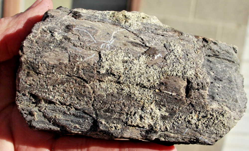 Calcite Filled Raptor (Allosaur?)  Bone • 1.4 pounds