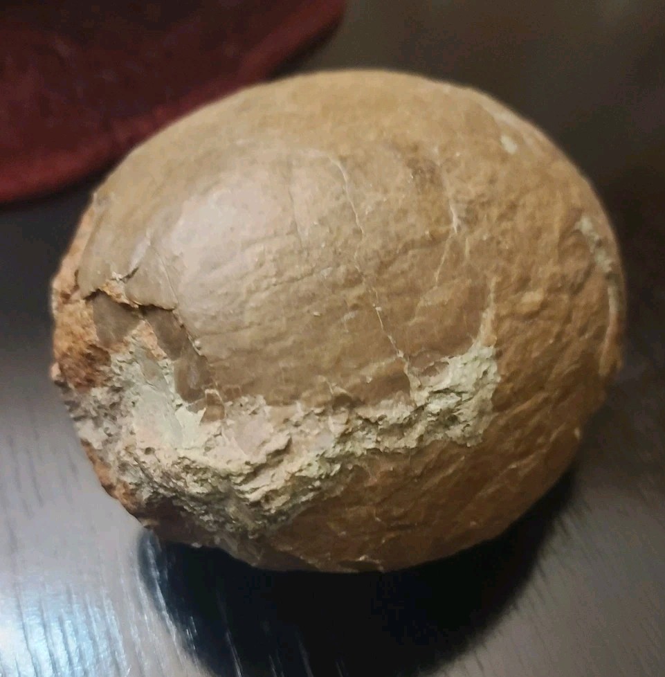 Authentic Hadrosaur Dinosaur Egg